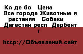 Ка де бо › Цена ­ 25 000 - Все города Животные и растения » Собаки   . Дагестан респ.,Дербент г.